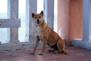 Chuyện về 'Bạn chó vàng' ở Mũi Điện được du khách đánh giá 5 sao trên Google Maps