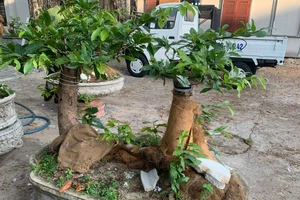 Vụ tịch thu mai: Muốn xử phạt, phải chứng minh 42 cây mai là lâm sản