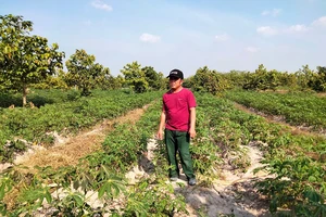 Hủy án vụ hủy hoại rừng có dấu hiệu oan