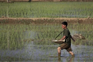 Cảnh báo khả năng thiếu lương thực ở Triều Tiên