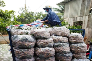 'Xe chở hàng ngàn con gà mà bắt sang tải sống sao nổi'