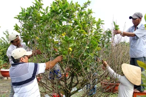 Dịch vụ cho thuê mai tết vào mùa hốt bạc
