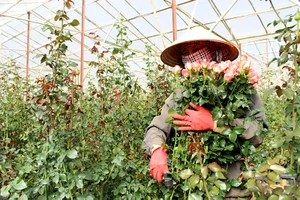 Một ngày tất bật ở làng hoa Vạn Thành