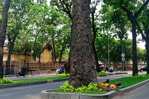 Bắt đầu bứng, dưỡng 14 cây sọ khỉ trên đường Tôn Đức Thắng