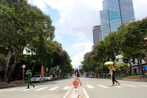 Hàng cây cổ thụ đường Lê Lợi trước giờ đốn hạ