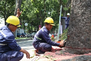 Đốn hạ, di dời 14 cây xanh trên đường Tôn Đức Thắng 