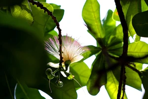 Ngắm hoa bàng vuông Trường Sa nở giữa Sài Gòn