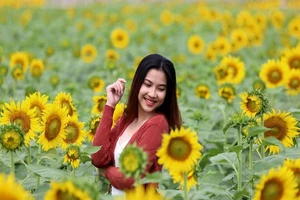 Giới trẻ TP.HCM đổ xô đến vườn hoa hướng dương khủng 