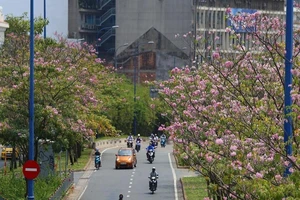 Ngắm hoa kèn hồng nở rộ giữa Sài Gòn