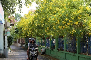 Huỳnh liên nở rộ nhuộm vàng dọc đường ray ở Sài Gòn