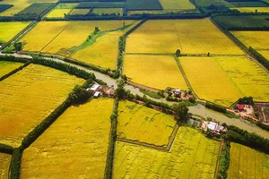 Ngắm những đồng lúa chín vàng đẹp như tranh vẽ ở Long An