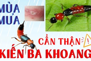 Infographic: Những mẹo tránh bị kiến ba khoang tấn công vào mùa mưa