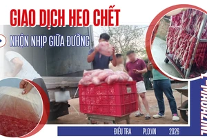 Điều tra: Thịt bẩn luồn lách đến bữa ăn - Kỳ 3: Thịt heo chết vào lò lạp xưởng