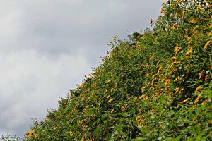 Cao nguyên Lâm Viên se lạnh, dã quỳ sắp nhuộm vàng cao nguyên 