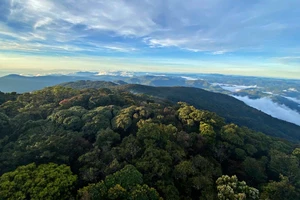 Chinh phục nóc nhà Nam Tây Nguyên với báu vật cây pơ mu 1.300 năm tuổi