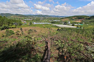 Lâm Đồng còn 137.000 ha đất rừng đang bị lấn chiếm trái phép