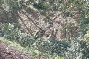 Lâm Đồng: Làm rõ vụ phá hơn 1,4 ha rừng phòng hộ ở xã Quảng Lập