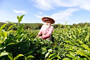 Lễ hội trà Quốc tế lần đầu tiên được tổ chức tại Lâm Đồng