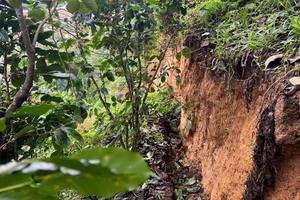 Lâm Đồng: Xuất hiện vết nứt lớn trên đồi D’ran, khẩn trương di dời dân 