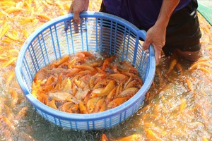  'Thủ phủ' cá chép ở Đồng Nai nhộn nhịp trước ngày cúng ông Công, ông Táo