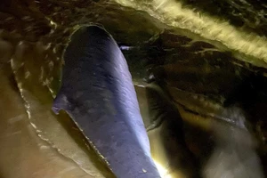 Cá voi trôi dạt vào biển Quy Nhơn, Bình Định