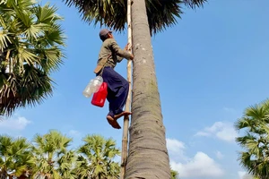 Vừa xuống mặt đất anh Tín vội vã đem mật cho vợ gánh vào nấu đường. Ảnh: HẢI DƯƠNG