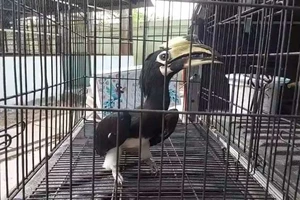 Nam kỹ sư đi trên vỉa hè quận 1 thì phát hiện chim lạ