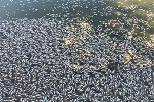 Đã tìm ra nguyên nhân cá chết trắng hồ Bàu Sen ở Bình Định