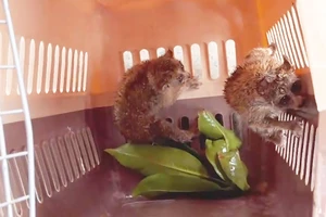 Bắt được hai con culi quý hiếm khi chặt tre trong vườn ở Bình Thạnh