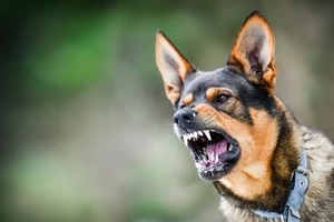 Bé 2 tuổi phát bệnh dại sau 1 tháng bị chó nhà cắn, nguy cơ tử vong cao