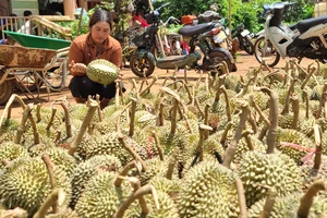 Đắk Lắk: Giông lốc làm 1 người tử vong, gần 200 tấn sầu riêng bị rụng
