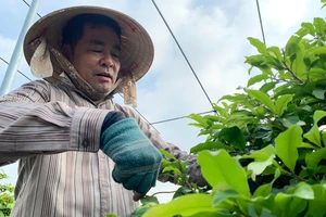 Nông dân kiếm tiền tỉ từ việc ghép mai kiểng cổ và bonsai