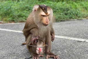 Tìm cách giải cứu con khỉ bị mắc bẫy kẹp trên núi Sơn Trà