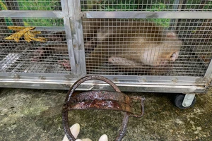 Dùng thuốc mê để giải cứu con khỉ bị mắc bẫy kẹp trên núi Sơn Trà