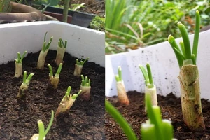 Mùa dịch chị em đua nhau trồng hành lá tại nhà 