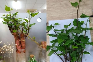 Khi khoai lang trở thành cây kiểng trong mùa dịch