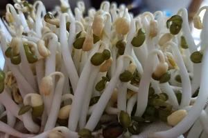 Nghỉ dịch COVID-19, chị em trổ tài trồng giá đỗ tại nhà