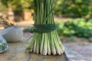 Chẳng phải bỗng dưng cây sả lên ngôi mùa dịch 