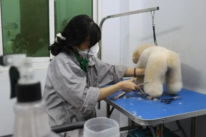 'Cháy phòng' ... khách sạn cho thú cưng dịp Tết