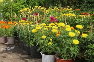 Sắp đến Tết 2022, đường phố TP.HCM rực rỡ sắc hoa