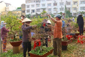 Những người mong Tết để đi lặt lá kiếm tiền