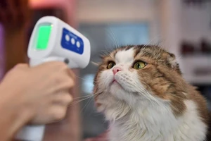 Nguy cơ con người truyền virus SARS-CoV-2 cho chó mèo cao hơn là ngược lại