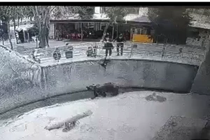 Kinh sợ mẹ ném con gái 3 tuổi vào chuồng gấu, may là không sao!