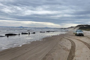 Hàng trăm con cá voi bị dạt vào bờ biển tại Cảng Macquarie, trên bờ biển phía tây của bang Tasmania (Úc). Ảnh: CNN 