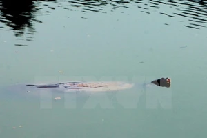 Xác cụ Rùa Hồ Gươm sẽ được đưa vào Bảo tàng Thiên nhiên Việt Nam