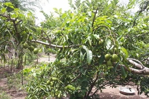 Cháu nội đích tôn không được chia thừa kế? 