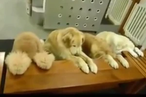 Clip những chú chó ăn xong tự dọn dẹp siêu dễ thương