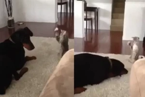 Clip mèo siêu quậy trêu ghẹo chú chó lười