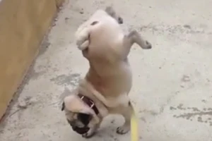 Clip chú chó trồng chuối đi tè siêu đỉnh