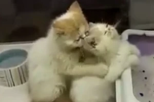 Clip 2 chú mèo massage cho nhau cực dễ thương 